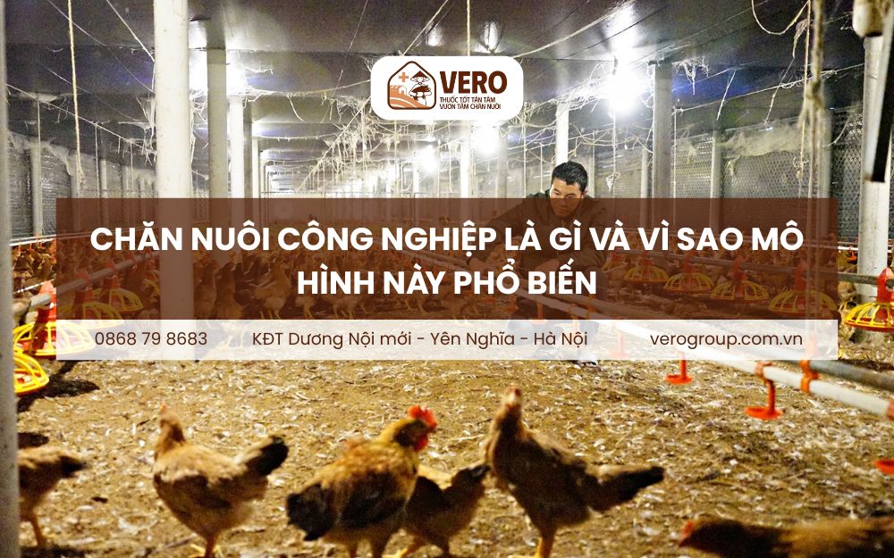 Chăn nuôi công nghiệp là gì