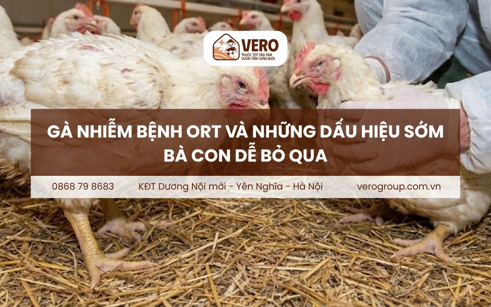 Gà nhiễm bệnh ORT
