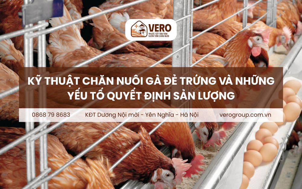 Kỹ thuật chăn nuôi gà đẻ trứng