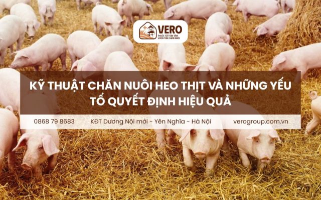 Kỹ thuật chăn nuôi heo thịt