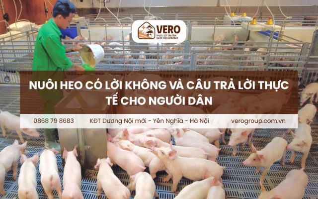 Nuôi heo có lời không
