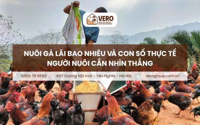 Nuôi gà lãi bao nhiêu