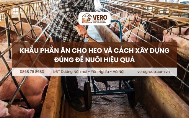 Khẩu phần ăn cho heo