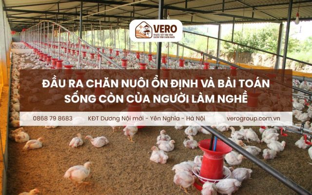 Đầu ra chăn nuôi ổn định