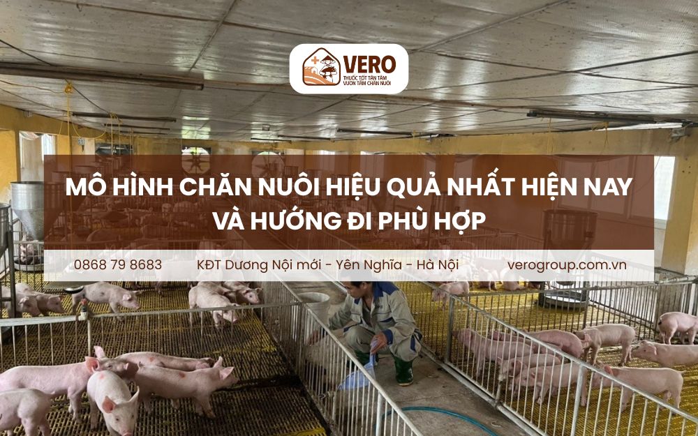 Mô hình chăn nuôi hiệu quả nhất hiện nay