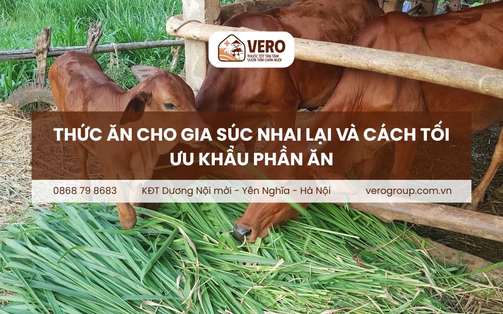 Thức ăn cho gia súc nhai lại