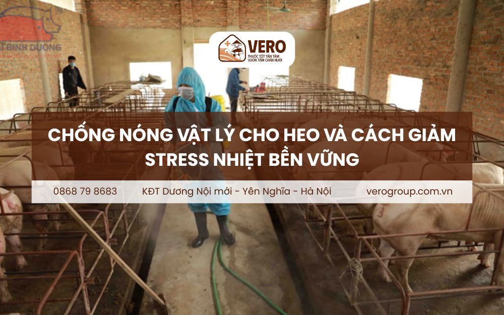 Chống nóng vật lý cho heo