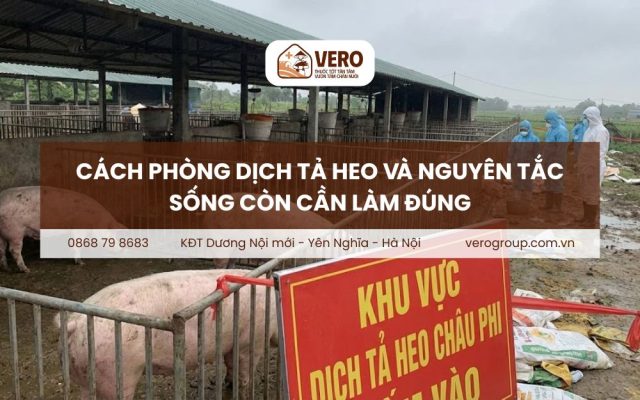 Cách phòng dịch tả heo